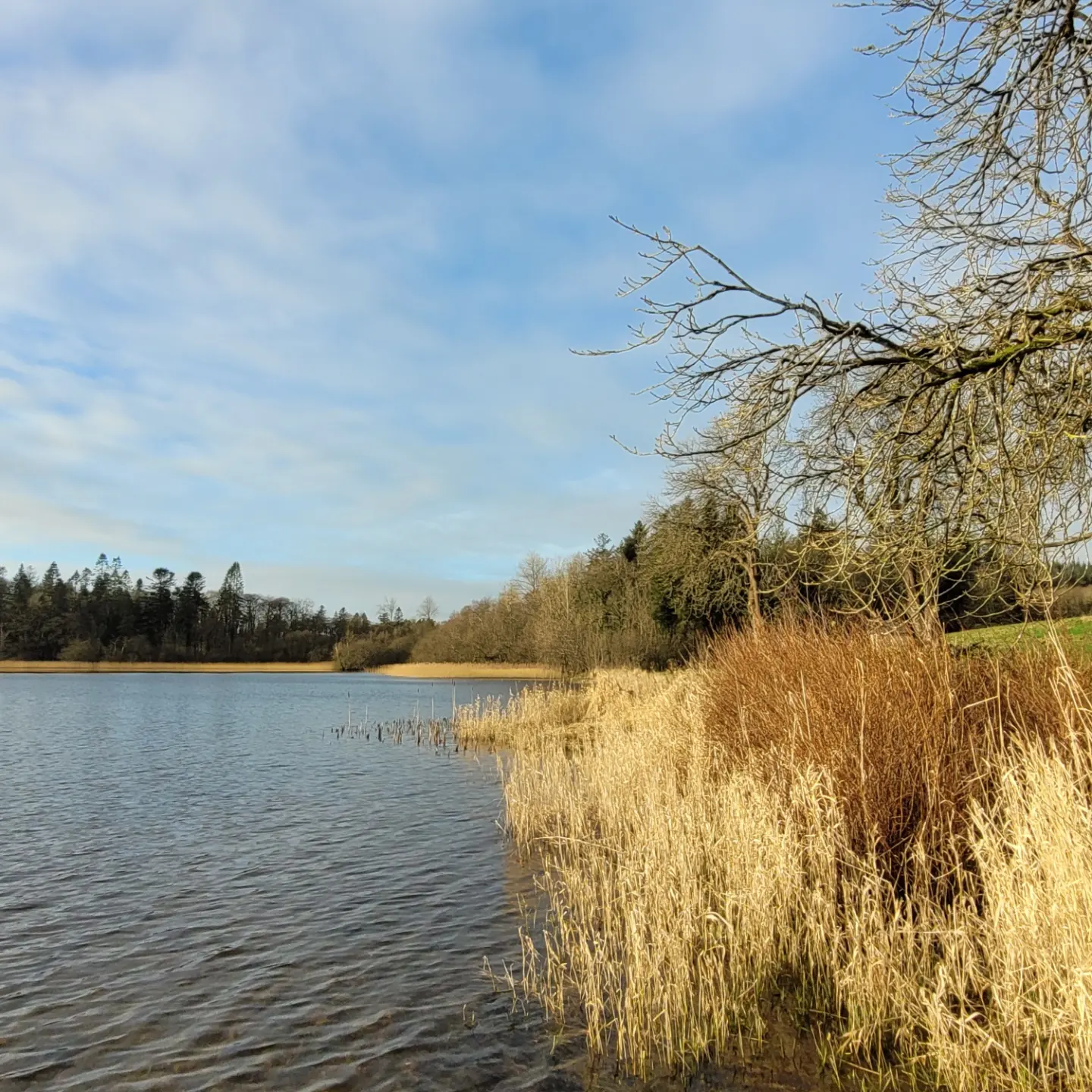  Morning on Annaghmakerrig Lake